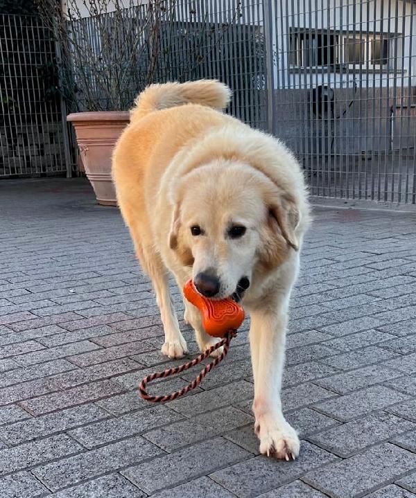 SALOMONE MAREMMANO Foto 4